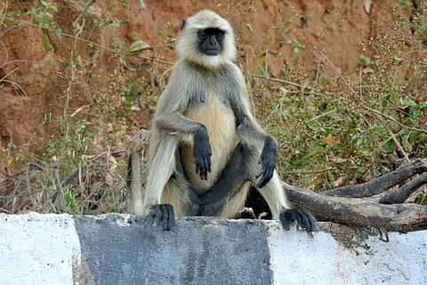 langur 7 FEB 20