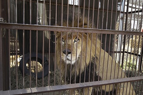 lion cage