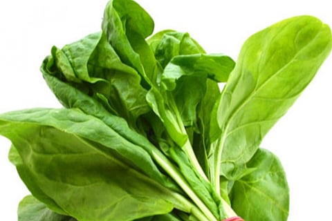 palak-1