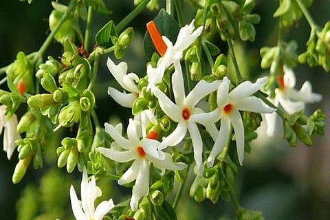 parijatha 15 FEB 20