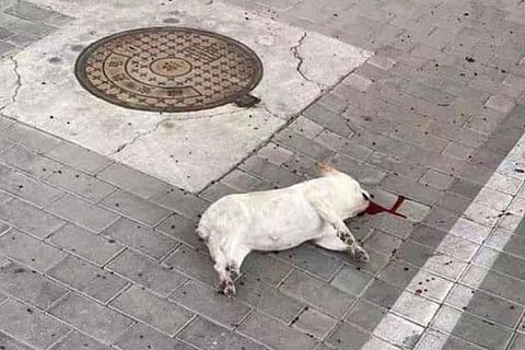 pet killing