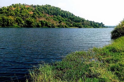 phalguni new