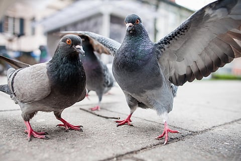 piegon