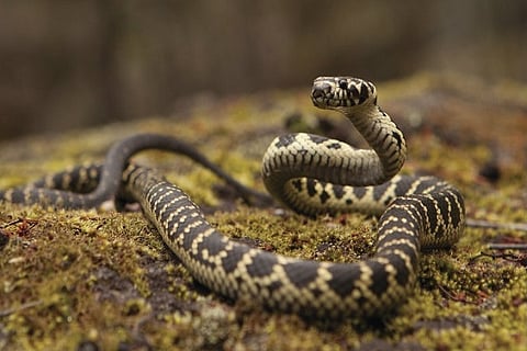 snake and gold 22 FEB 20