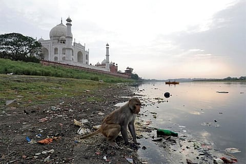 yamuna