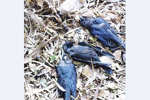 ಹಕ್ಕಿ ಜ್ವರ