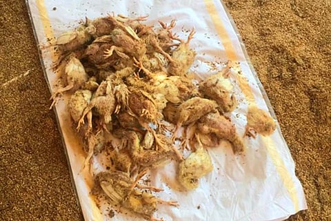 10 budikote 1