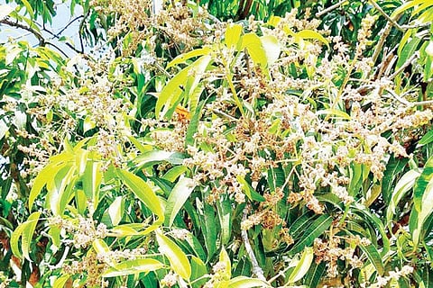 14 Srinivaspur 3
