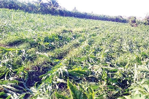 140320 Bukkasagara Maize Crop Smash