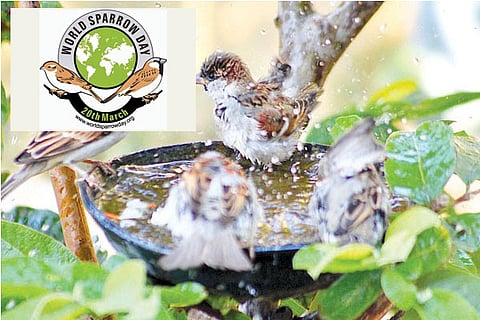 17 NRD-1G, WorldSparrowDay_LOGO