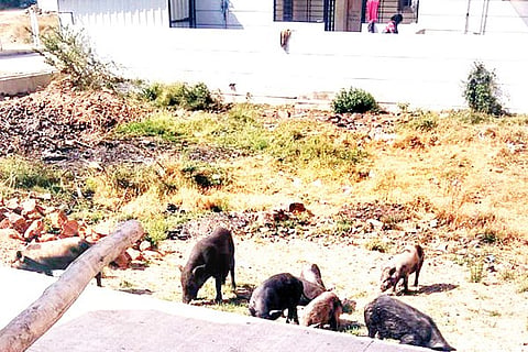 190320 Kushtagi Pepole Appeal for Shift Pigs