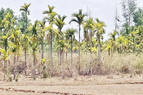 28SIRSI2