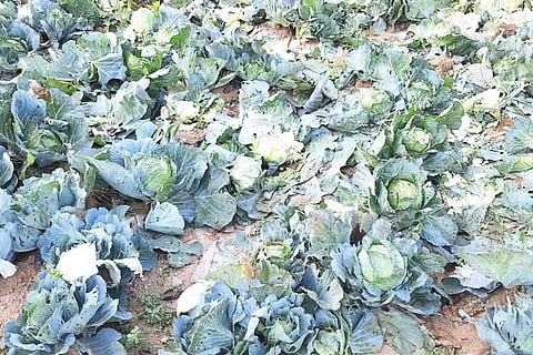 29 budikote 1