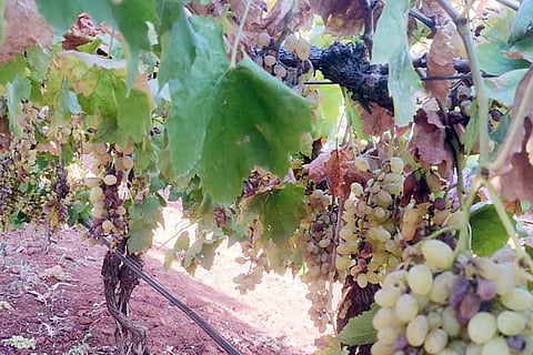 31032020 Yelburga Grapes crop