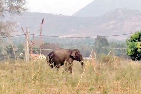 6 harohalli ane daali 1g