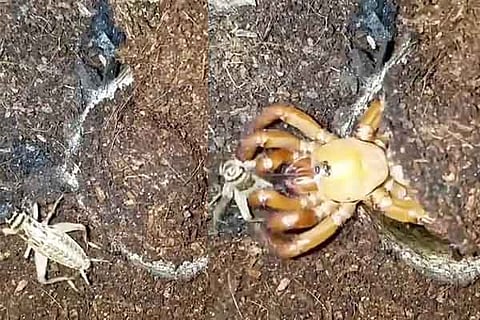 Africa Red Spider