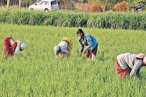 Agriculture 5 March 20