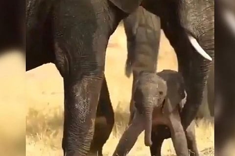 BABY ELEPHANT