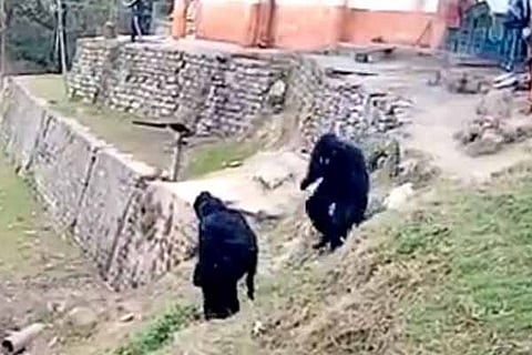 Bear ITBP