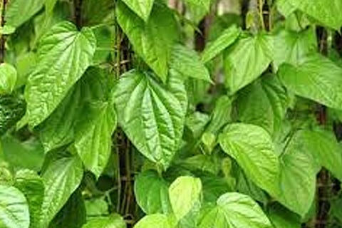 Betel 23 march 20