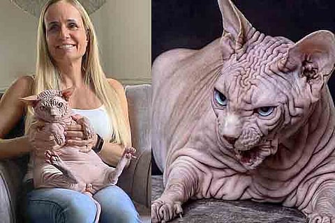 Cat