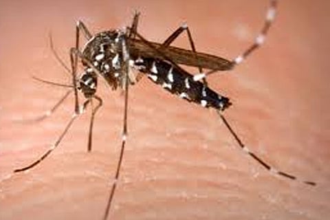 Chikungunya 18 March 20