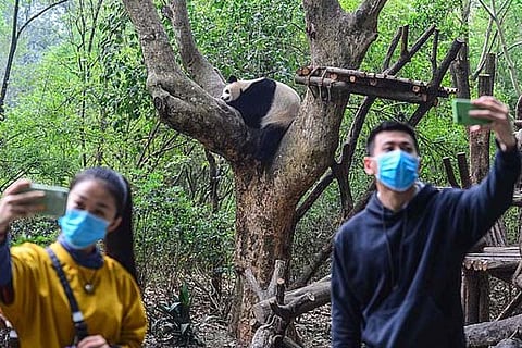 China zoo