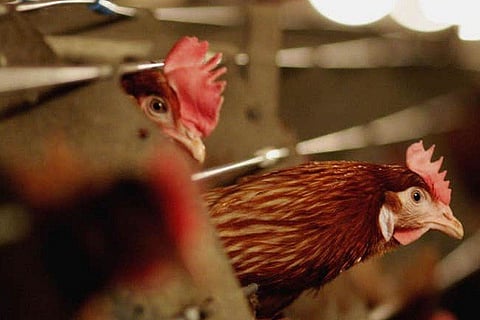 Cock 19 MAR 20