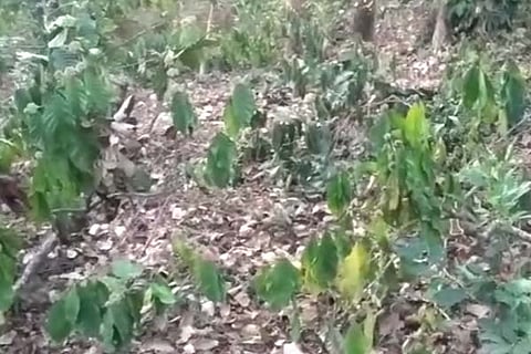 Coffee Plant 12 march 20