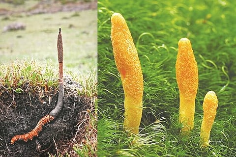 Cordyceps sinensis