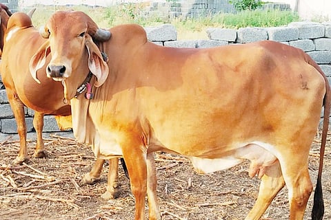Cow 17 March 2200