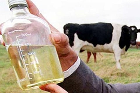 Cow urine 17 march 20
