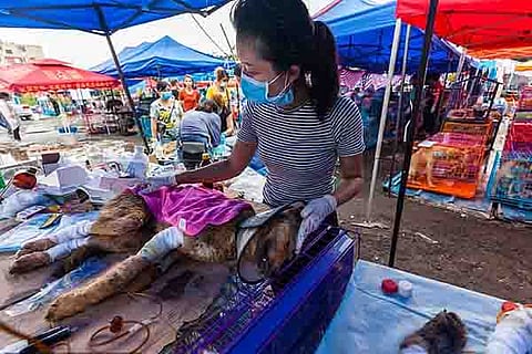 Dog Meat