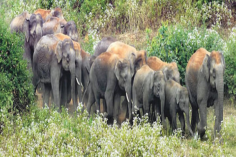 Elephant 19 march 20