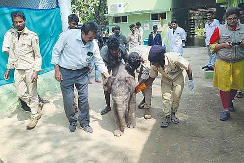 Elephant Baby