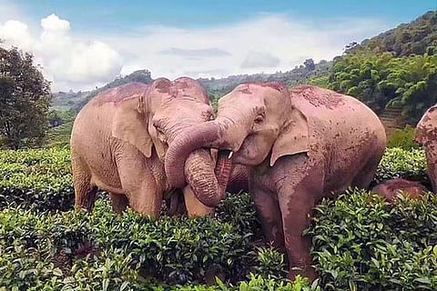 Elephant