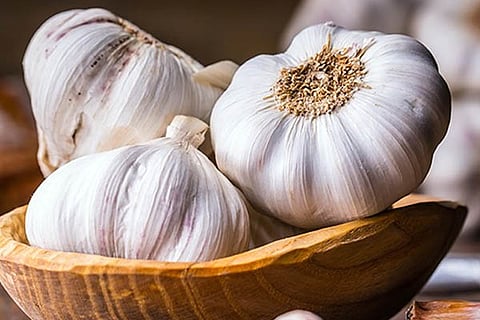 Garlic