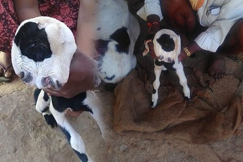 Goat 19 March 20