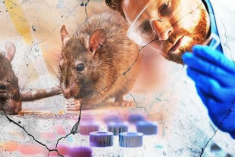 Hantavirus