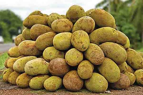 Jackfruite