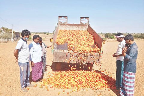 K HALLI TOMATO 29 (1)