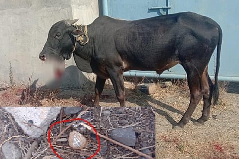 Kalaburagi fodder explosive cow injured 0 4 MAR 20