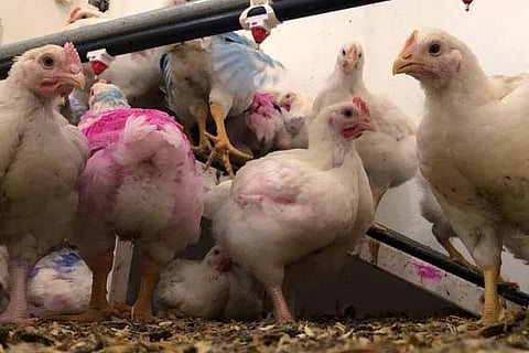 Kerala 7 march Chiken
