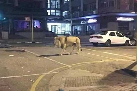Lion