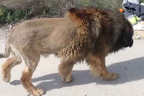 Lion
