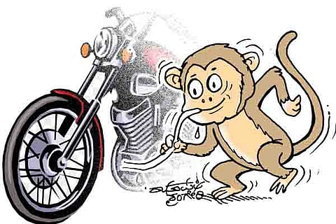 Monkey