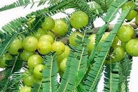 Nellikayi