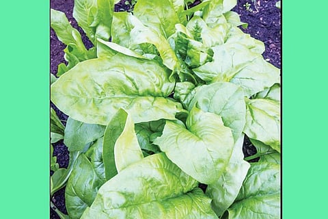 PALAK