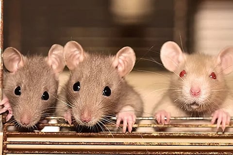 Rat 24 march 20