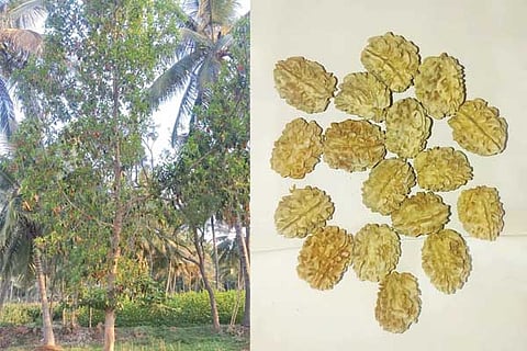Rudrakshi
